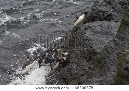 Rockhopper Penguins (Eudyptes chrysocome) coming ashore on the rocky cliffs of Bleaker Island in the Falkland Islands