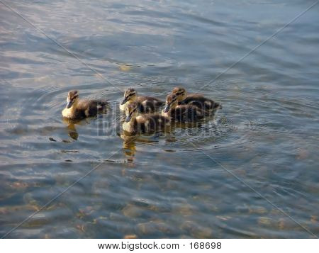 Giovani Ducklings2