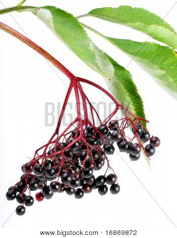 Sambucus nigra - Elder - The flowers and berries are used most often medicinally against flu and fever, angina, etc.