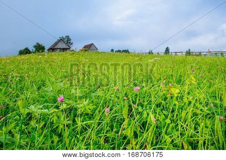 grass field in the mountains, gorgeous spring day