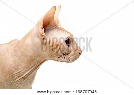 cat Sphynx Canadian close up isolated on white background