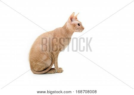 cat Sphynx Canadian close up isolated on white background