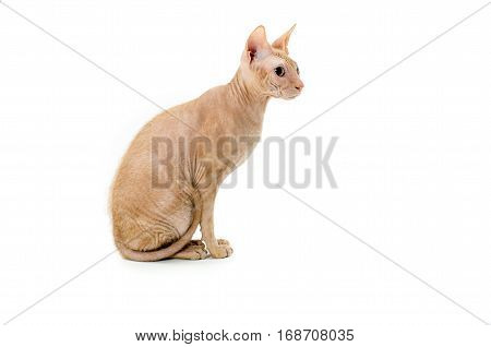 cat Sphynx Canadian close up isolated on white background