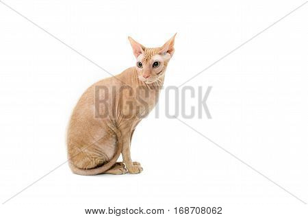 cat Sphynx Canadian close up isolated on white background