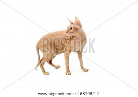 cat Sphynx Canadian close up isolated on white background