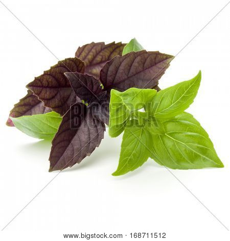 Close up studio shot of fresh green and red basil herb leaves mix isolated on white background. Sweet Genovese basil and Purple Dark Opal Basil