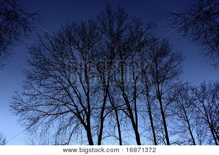 Silueta de árbol - fotografía monocromo