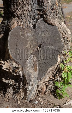 Heart sheaped tree stump with texture of wood Valentine heart