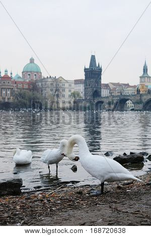Swams on Vitava river in Prague