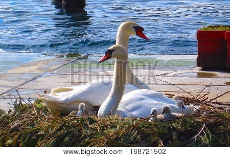 Swan family with young chicks in the nest on the lake.