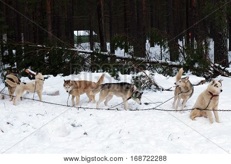 Team Husky sled tied on a chain harness. Siberian dogs Huskies driven sleigh people in the North. Animals active dog sports at work in the winter.