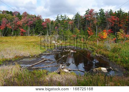 Marshlands in Vermont, United States, in fall