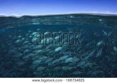 Jackfish school, half and half shot with sea and sky