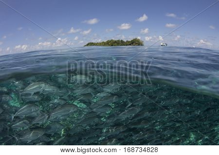 Sipadan Island, Jackfish school, half and half shot with sea and sky