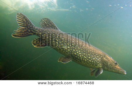 Podwodne zdjęcia Big szczupaka (Esox Lucius) w Pilsen staw Bolevak - słynnego anglig i miejsce nurkowe - PW