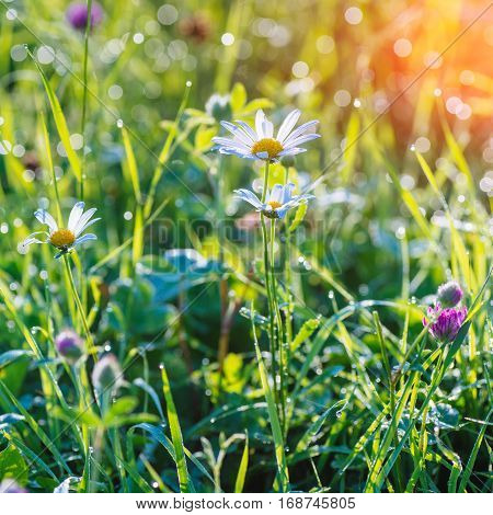 green grass and flowers with morning dew, close-up