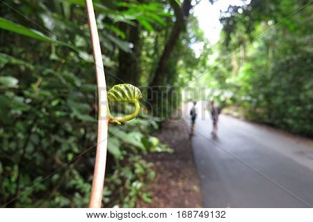 Hiking on a road in the Daintree rainforest area of Australia. Close up of fern leaf