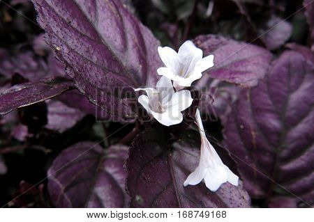 Hemigraphis alternata metal leaf ground cover foliage purple leaves white flowers