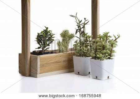 Cactus and small plant in wooden box and white plastic flowerpot on white background.