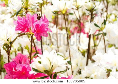 Pink azalea flower in front of white azalea flowers