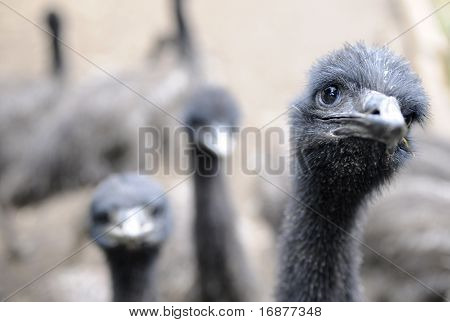 Emu