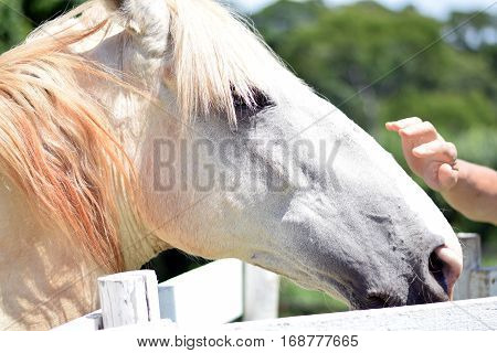 Man's Hand Petting White Horse