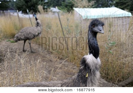 Emu