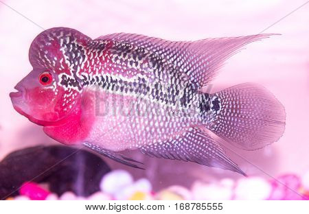 Beautiful Good Color Flowerhorn Cichlid Fish At Water Tank With Blue Background