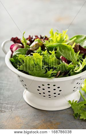 Fresh green spring mix salad leaves in a collander