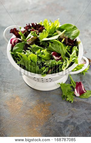 Fresh green spring mix salad leaves in a collander