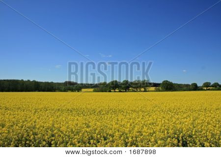 Campo bello stupro