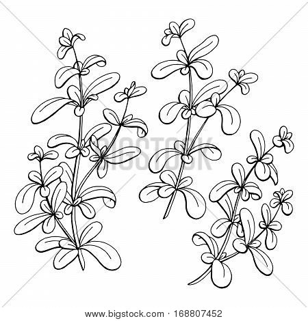 Marjoram graphic black white isolated sketch illustration vector