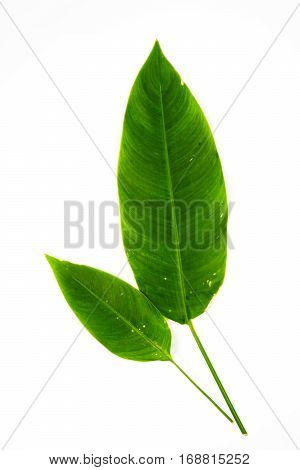 Green Leaves On Isolated White Background.