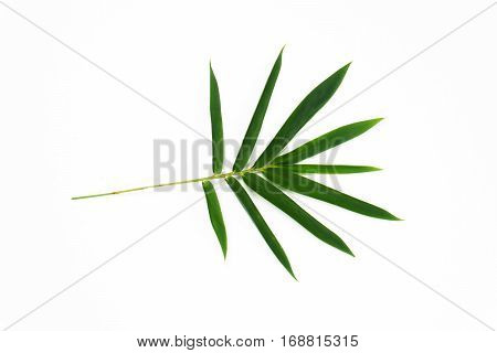 Green Leaves On Isolated White Background.