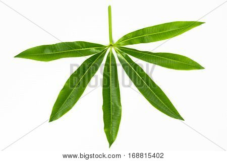 Green Leaves On Isolated White Background.