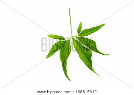 Green Leaves On Isolated White Background.