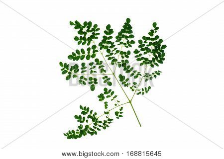 Green Leaves On Isolated White Background.