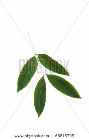 Green Leaves On Isolated White Background.