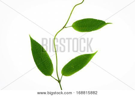 Green Leaves On Isolated White Background.