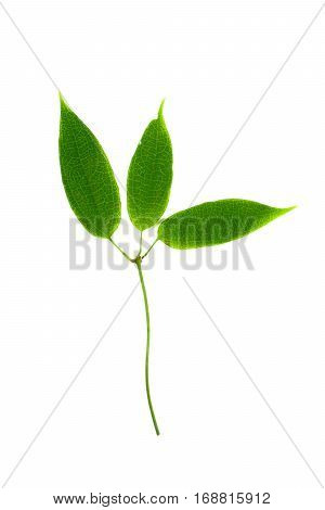 Green Leaves On Isolated White Background.