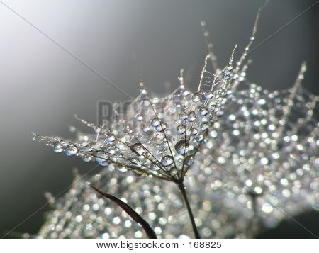 Waterdrops på mælkebøtte