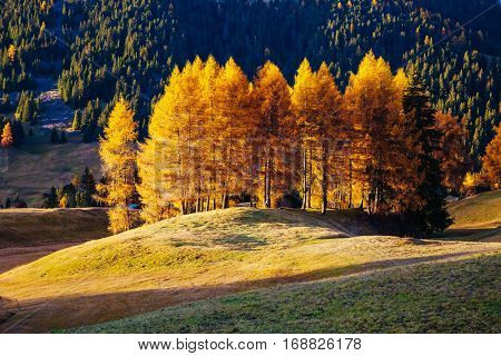 Lovely yellow larches in sunlight. Unique and gorgeous scene. Location place Dolomiti, Compaccio village, Seiser Alm or Alpe di Siusi, Province of Bolzano - South Tyrol, Italy, Europe. Beauty world.