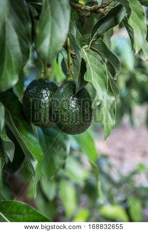 Green fresh avocado on tree, organic food.