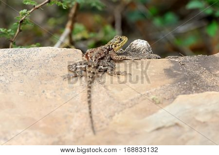 Lizard In National Park Of Africa