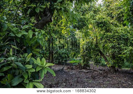 View of avocado trees in organic plantation farm