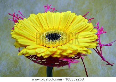The closw photo of yellow gerbera flower with decoration