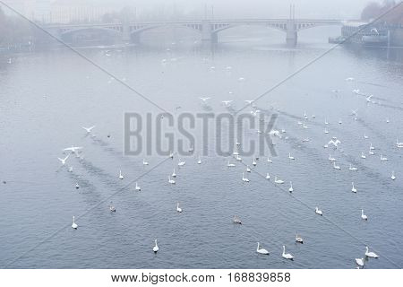 Swams on Vitava river in Prague