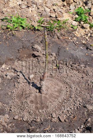 Tutorial step by step. Growing Walnut Trees. Planting grafted sapling walnut tree. How to Plant a Walnut Tree.