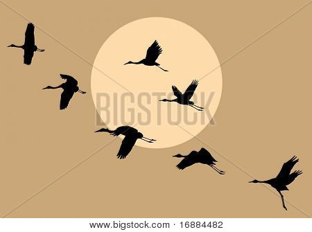 Silhouetten, die Krane auf Hintergrund Sonne fliegen