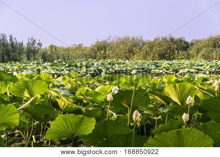 Lotus flowers on river Mincio_Italy_ during a sunny day.